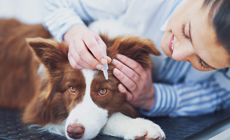 sante-et-bien-etre-animaux-compagnie-produit-elanco