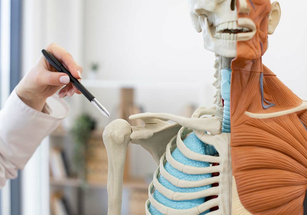 reconnaitre-clavicules-courtes-impact-sante